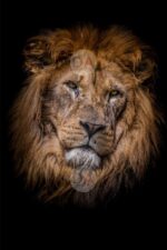 Lion on dark background Printable Artwork