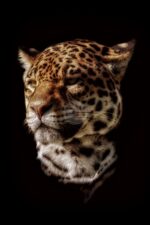 Jaguar on dark background