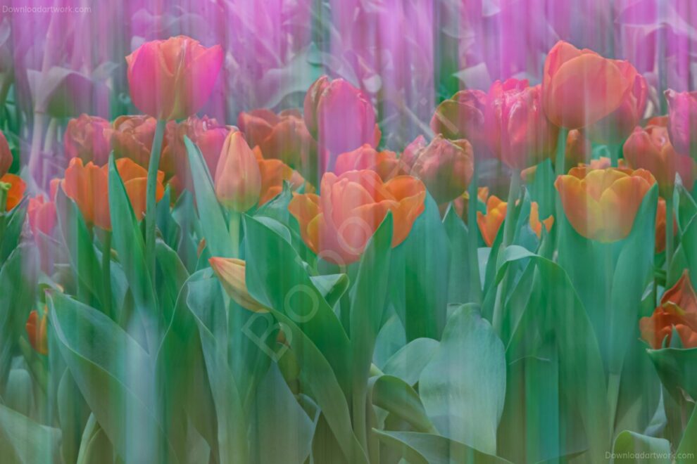 Tulip Wall Art | Printable | Download Artwork