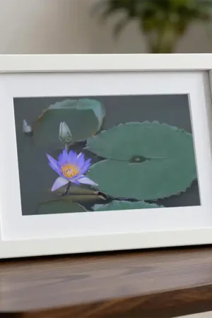 Purple and Yellow Lotus Flower Digital Photo Print by Bobo Hui