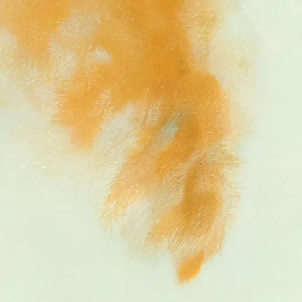 Flapper Cat print close up of feather