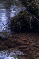 Malham woodland close up