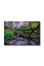 Malham woodland digital download and matte print
