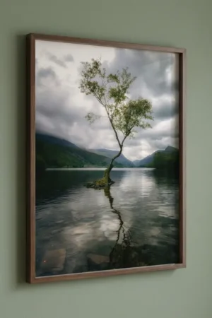 Lone Tree of Llyn Padarn art print on green wall