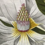 Georg Dionysius Ehret Magnolia print close up