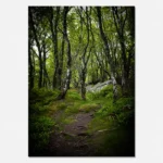 Brimham Rocks Woods Scene 1 printable artwork
