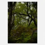 Brimham Rocks Woods Scene 2 printable artwork