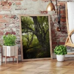 Brimham Rocks Woods Scene 3 framed