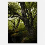 Brimham Rocks Woods Scene 3 printable artwork