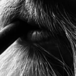 Fjord Tobacco close up