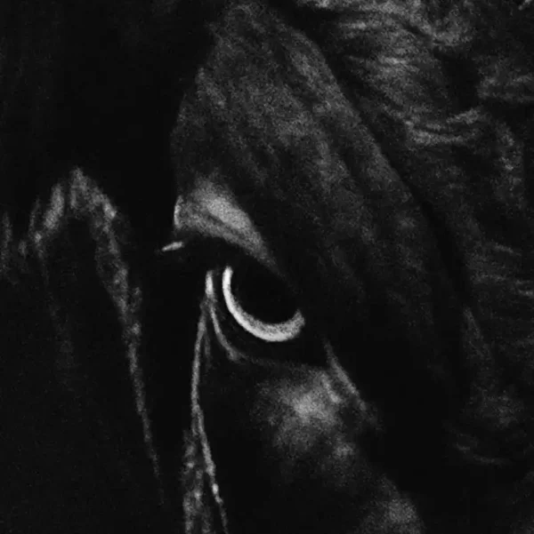 The Bull Market print close up