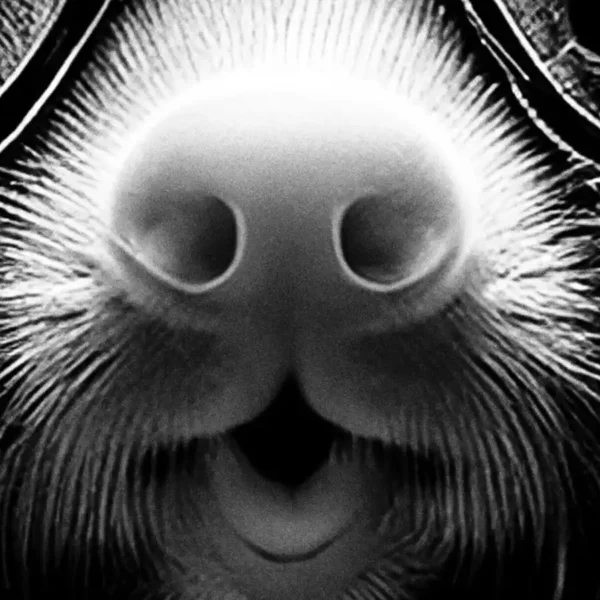 The Mole art download close up