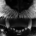 The hygienist Close up