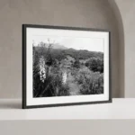 Framed Etna vineyard path black and white digital wall art print by Mark Marsh, showing the flowering yucca blossoms, wooden vine stakes, and textured soil detail.