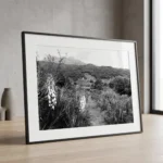 Framed black and white printable art of an Etna vineyard path in Sicily—flowering yucca in the foreground and grapevines leading toward a forested valley, captured by Mark Marsh and displayed in a modern interior.