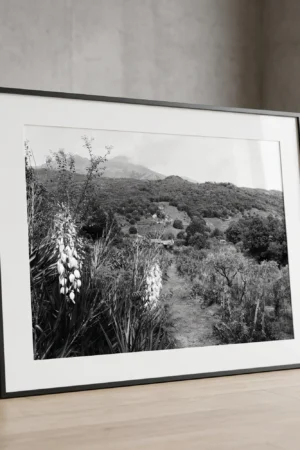 Framed black and white printable art of an Etna vineyard path in Sicily—flowering yucca in the foreground and grapevines leading toward a forested valley, captured by Mark Marsh and displayed in a modern interior.
