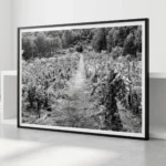 Framed black and white printable art of an ancient Etna vineyard in Sicily—a central dirt path splitting dense grapevines, enclosed by Mediterranean forest, captured by Mark Marsh and displayed in a modern interior.