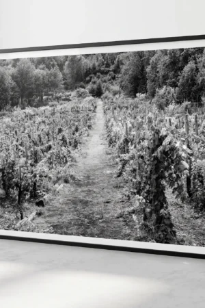 Framed black and white printable art of an ancient Etna vineyard in Sicily—a central dirt path splitting dense grapevines, enclosed by Mediterranean forest, captured by Mark Marsh and displayed in a modern interior.