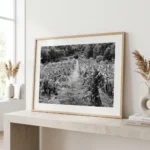 Etna vineyard black and white digital download print in a black frame, styled in a kitchen or dining setting with wine glasses and natural textures, capturing the Sicilian volcanic wine region by Mark Marsh.