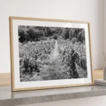 Framed Etna vineyard Sicily black and white digital wall art print by Mark Marsh, showing the textured grapevine leaves, wooden stakes, and gritty volcanic soil detail.
